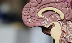 Тактика при гипергонодотропном гипогонадизме у подростков